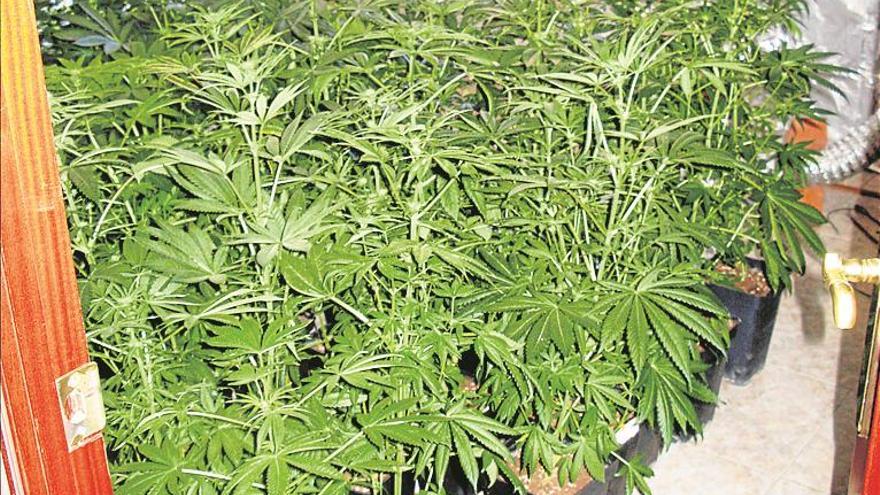 Hallan en una casa de Benicarló casi 180 plantas de marihuana