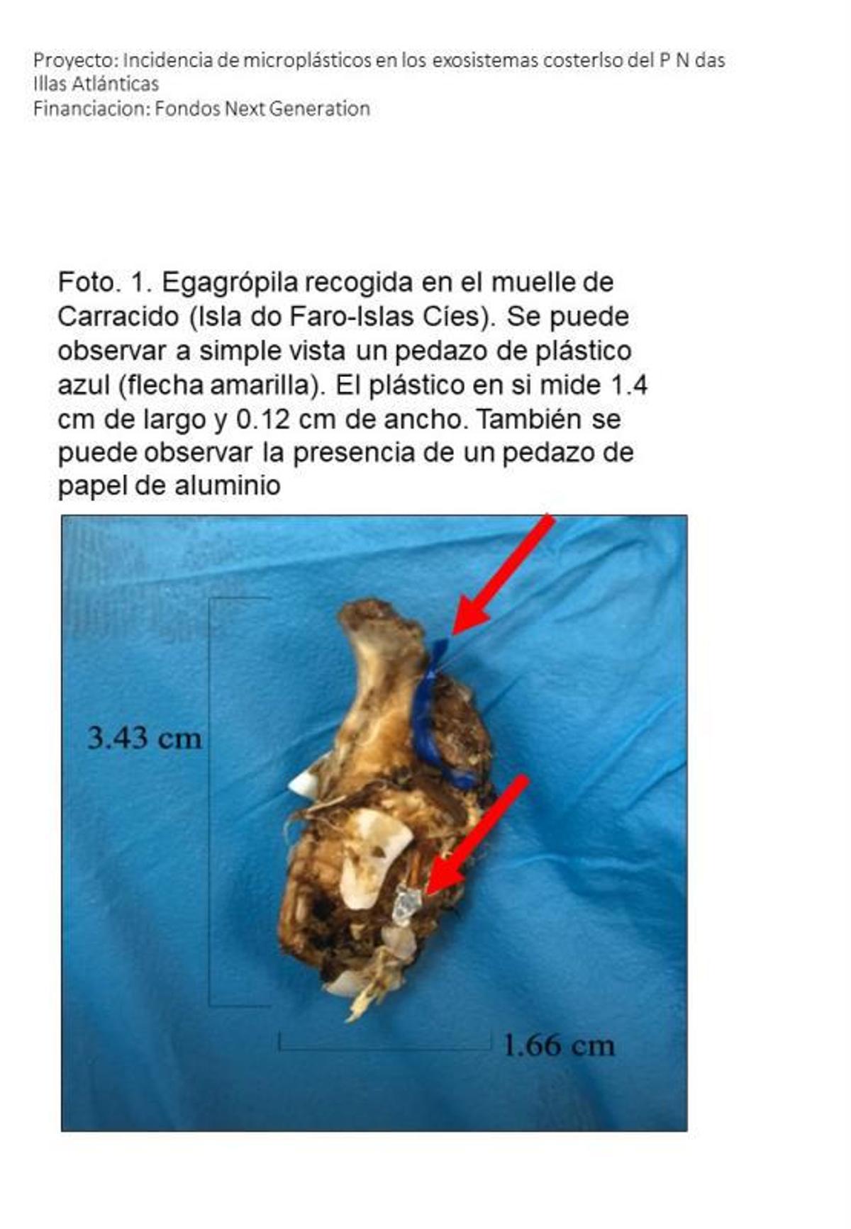 Investigadores constatan en la colonia de gaviotas de Cíes la ingesta de microplásticos