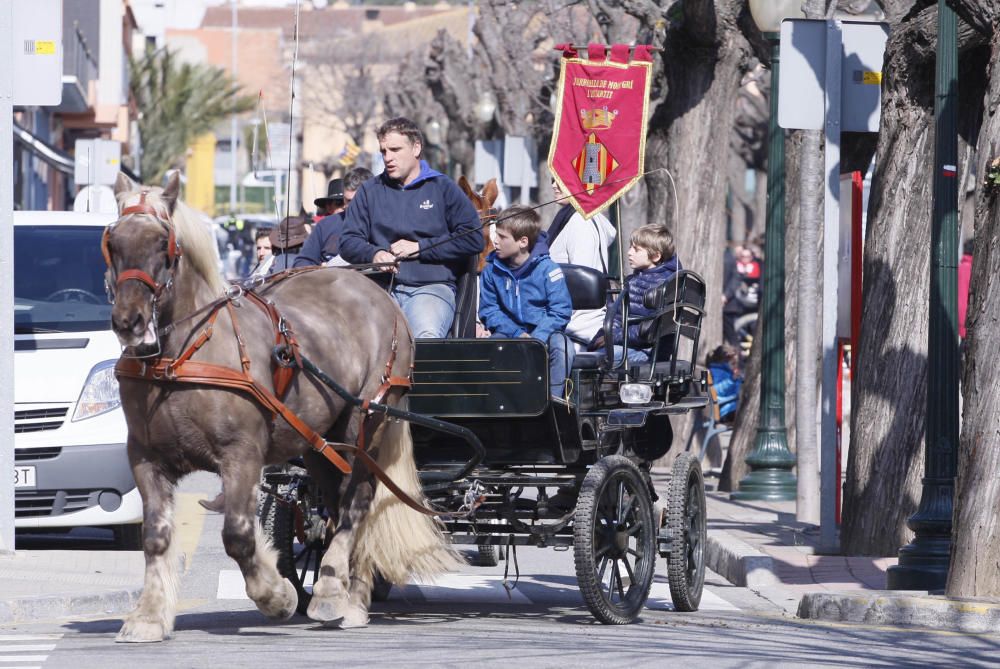 Festa de Sant Antoni Abad a Torroella de Montgrí