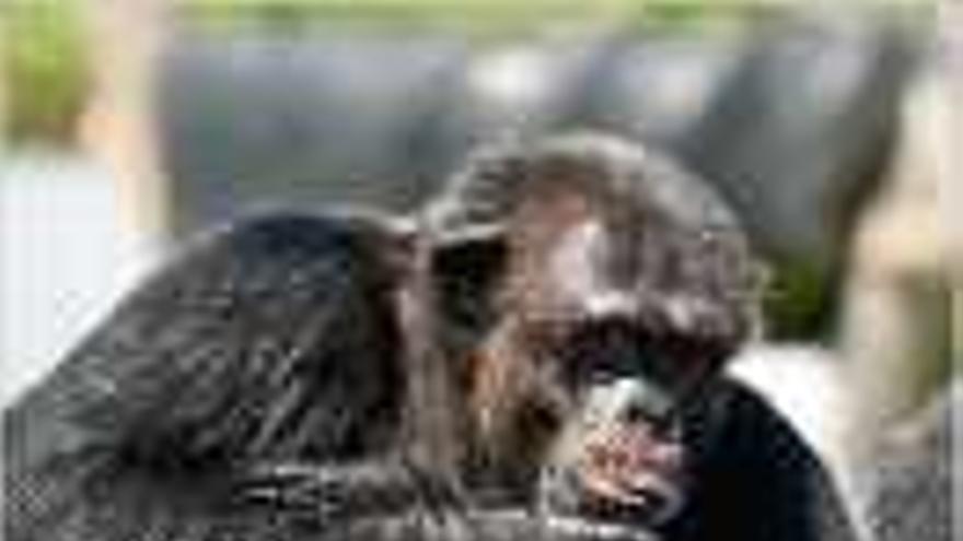 Un dels ximpanzés a Riudellots.