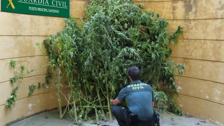 Plantas incautadas por la Guardia Civil en Sanxenxo.