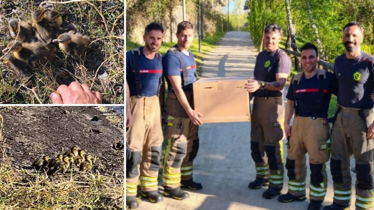 Los patitos y la madre fueron trasladados por los bomberos a la ribera del Miño, un espacio natural donde tendrán su nuevo hogar.
