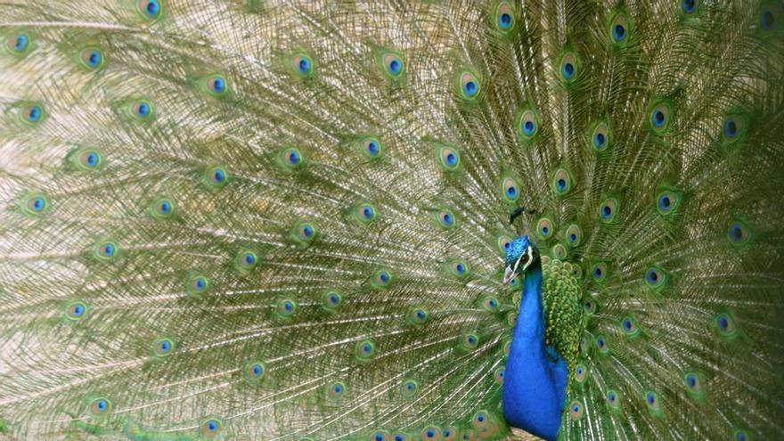 Condenado por tirar una piedra y dejar sin un ojo a un pavo real del zoo de Córdoba