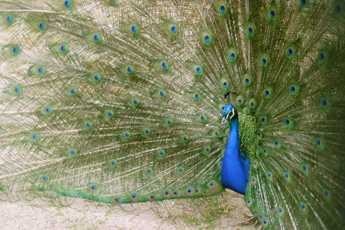 Imagen de un pavo real.