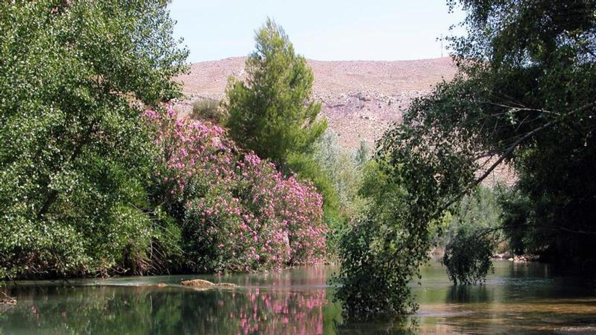 La Reserva natural de Sotos y Bosques de Ribera de Cañaverosa, es un lugar de gran valor ecosistémico