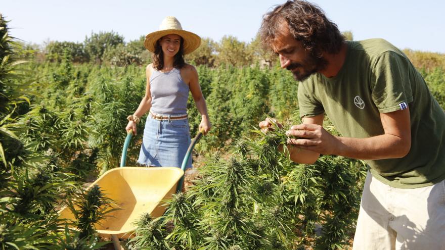Hier wird auf Mallorca legales Marihuana angebaut