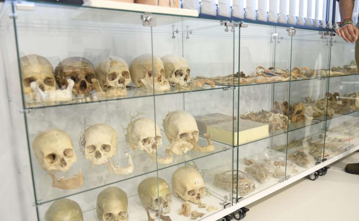 Material de la biblioteca-osteoteca. | ISRAEL SÁNCHEZ