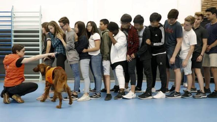 Alumnes de l&#039;escola Lleó XIII de Barcelona participen en la teràpia amb gossos a l&#039;aula.