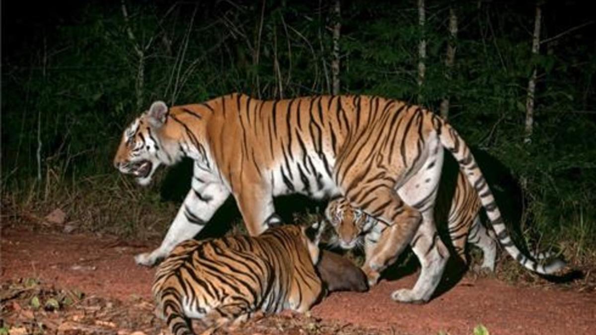 hallados bebés tigres en tailandia