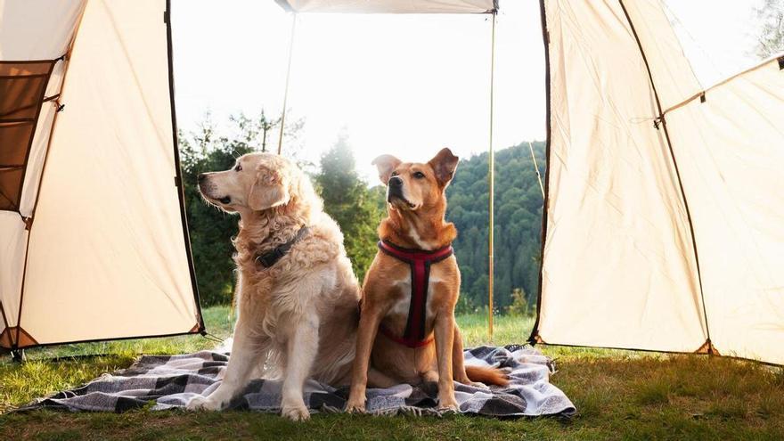 Un campamento canino propone tres días de naturaleza y aventura en un parque nacional del norte de Portugal