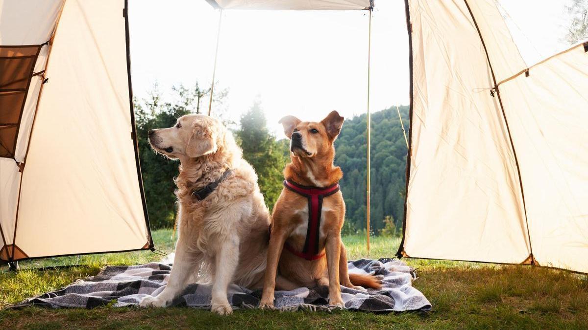 El DTC Arcos Nature Dog Camp es un retiro inmersivo de dos días y medio pensado para personas que quieren disfrutar de la naturaleza junto a sus perros.