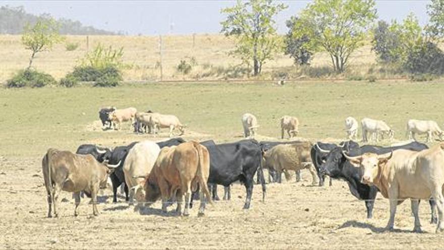 Un único registro aglutinará toda la información del campo extremeño