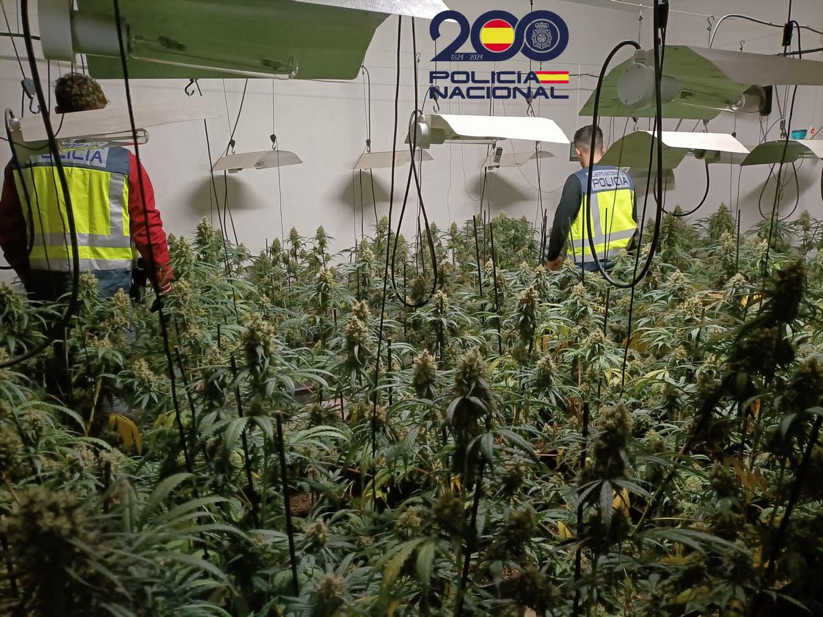 Plantación de marihuana requisada por la Policía en Girona