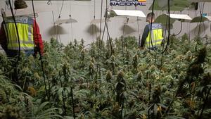 Plantación de marihuana requisada por la Policía en Girona