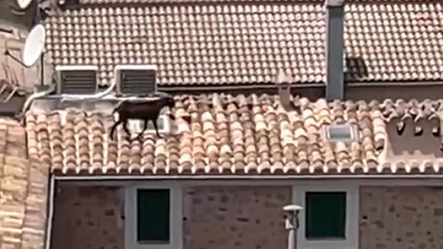Una cabra sobre los tejados de viviendas en el municipio de Sóller. | J.MORA