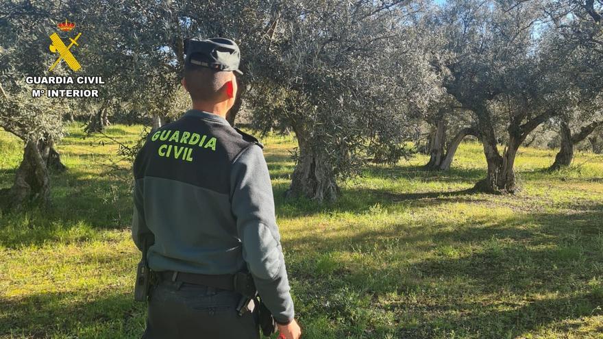 Roba 5.000 kilos de aceitunas en Robledillo de la Vera y procesa 25 litros de aceite