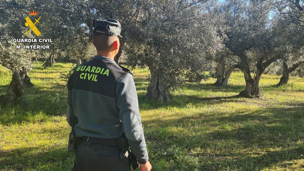 Un agente de la Guardia Civil en un olivar