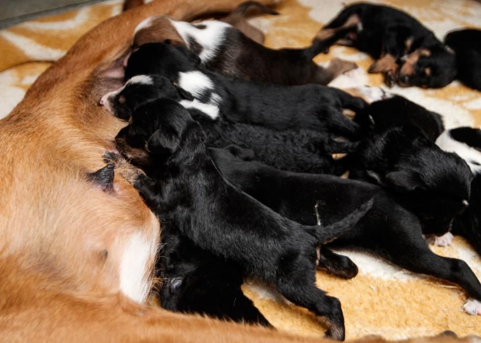 Perra con 12 cachorros en el albergue de animales