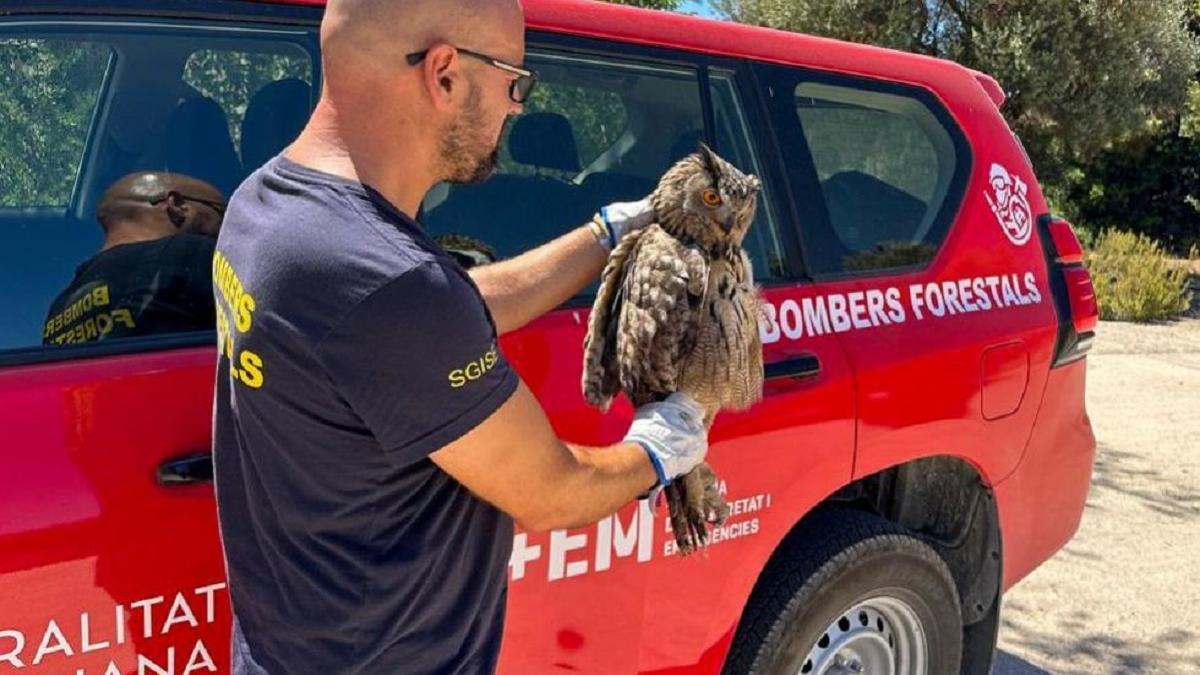 Bomberos forestales rescatan un animal en imagen de archivo.