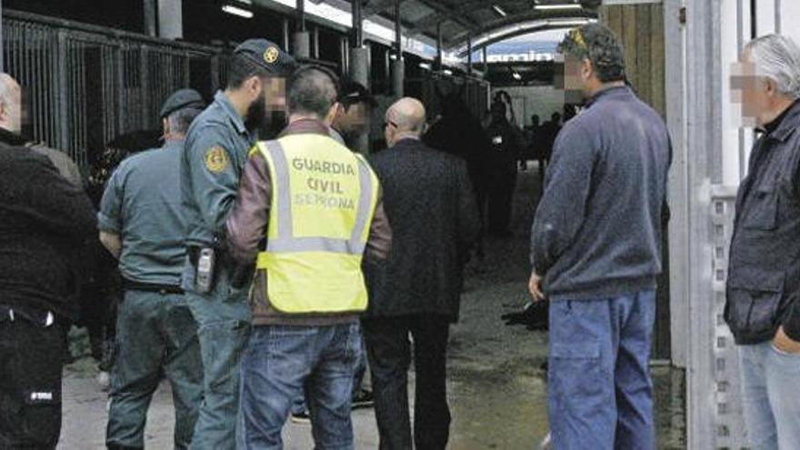 El examen veterinario desveló que las yeguas de Mallorca fueron violadas con un palo