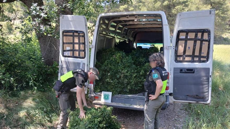 L'Anoia és la comarca on s'han fet més actuacions contra l'espoli de llentiscle