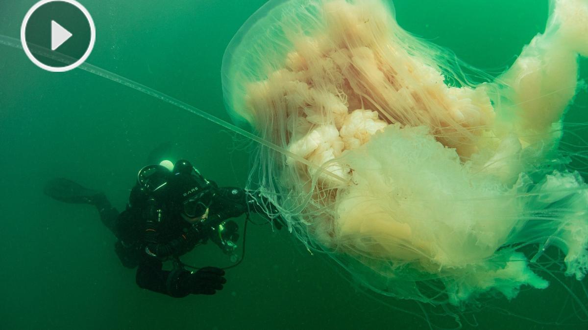 Momento del encuentro de la gigantesca medusa con los buceadores. / Manuel E. Garci / Bioimaxe