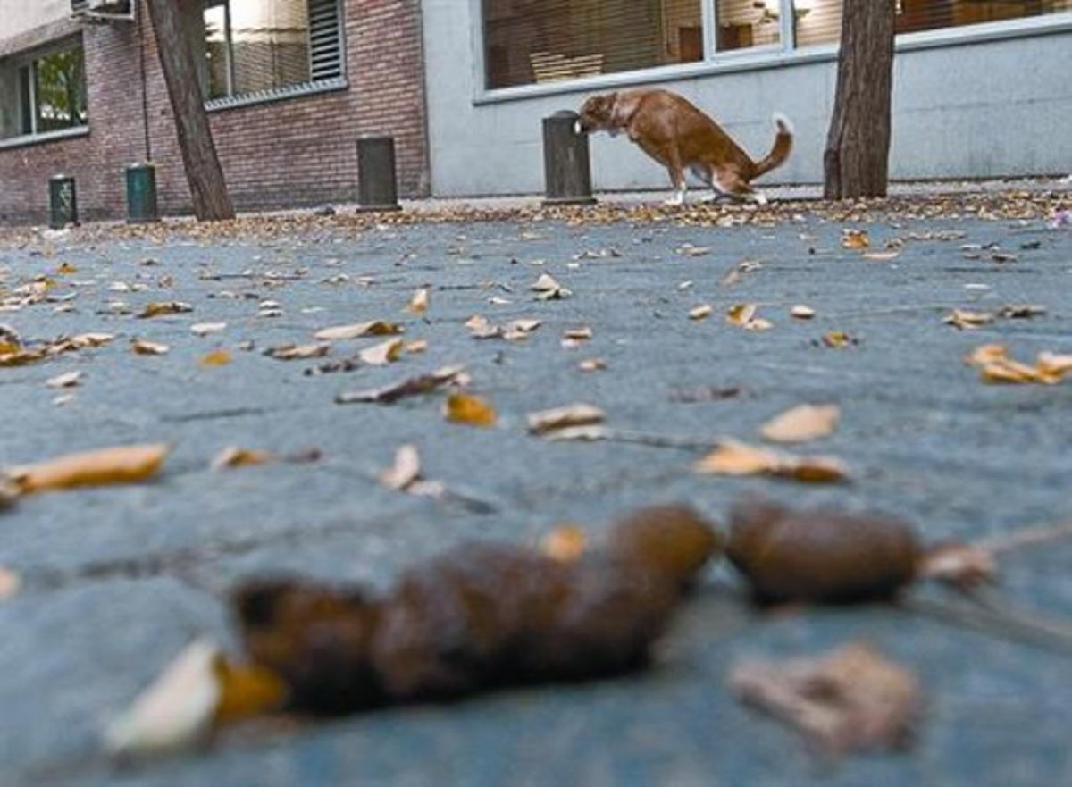 El pa de cada dia 8 Un dels nombrosos excrements que poblen diàriament el Camp de l’Arpa del Clot. El pa de cada dia 8 Un dels nombrosos excrements que poblen diàriament el Camp de l’Arpa del Clot.