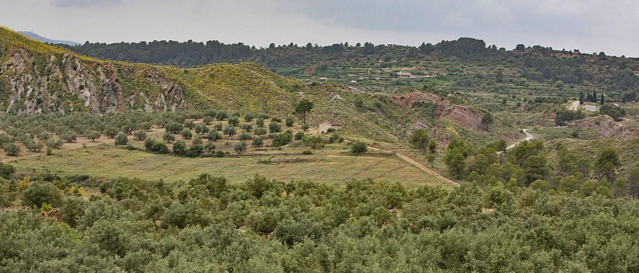 Campos de olivos en el término municipal de Chella, en una imagen de días atrás | PERALES IBORRA