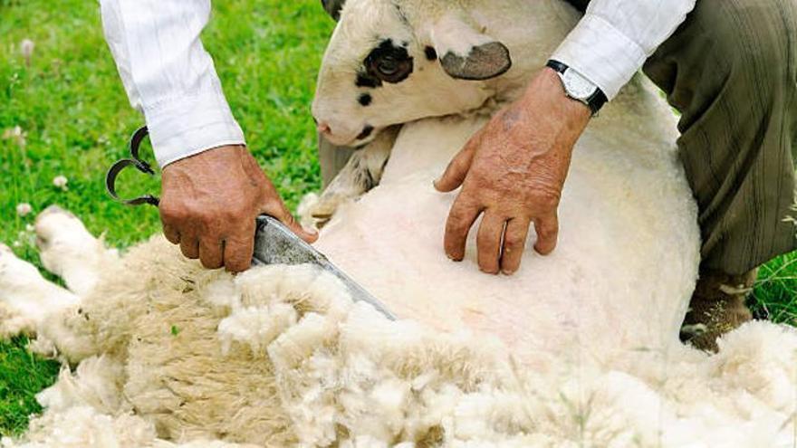 ¿Quieres trabajar en el mundo rural? Moraleja ofrece formación práctica en un oficio clave para el campo extremeño este junio