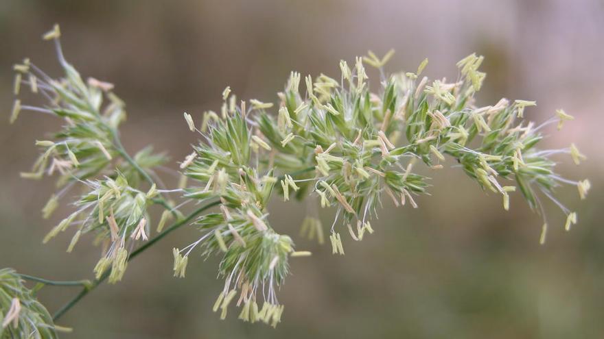 Gramínia, una de les plantes gironines amb alerta màxima de pol·len. Es pot trobar fàcilment al marge dels camins.