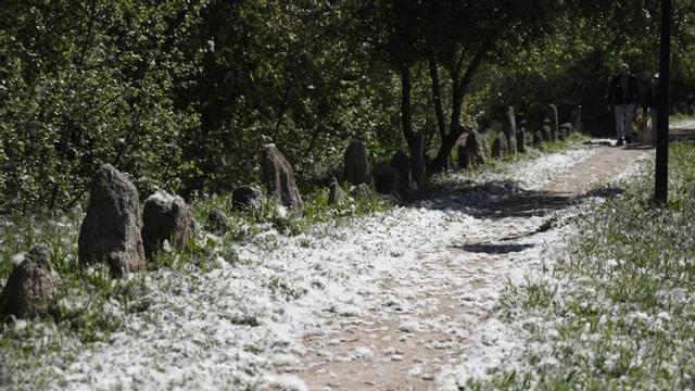 El polen de chopo está alto en estos momentos, pero no se trata de las pelusas que aparecen más adelante (en la foto), que son el realidad la semilla de este tipo de árboles.