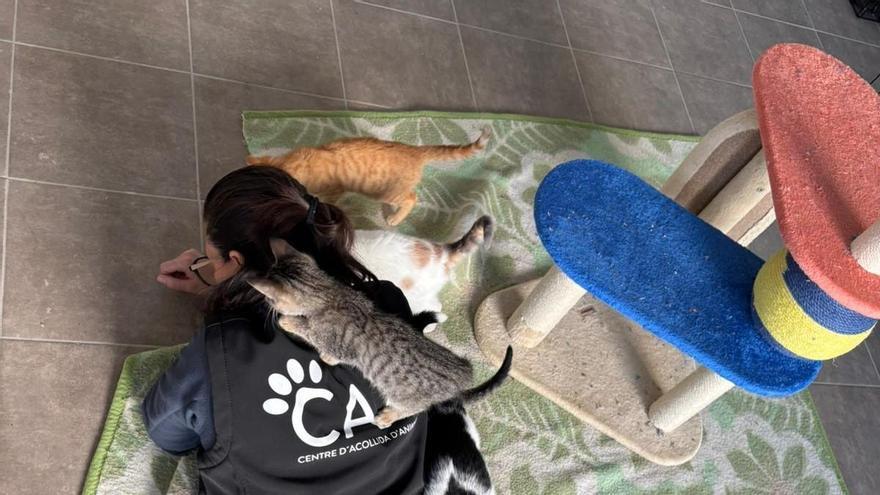 El abandono de animales se dispara en la Ribera un 22% tras la leve caída del año anterior