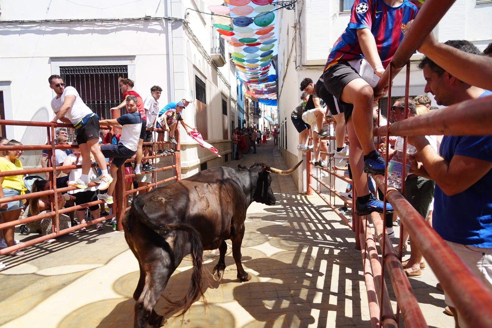 Gran ambiente, numeroso público y emoción en los encierros taurinos de El Viso