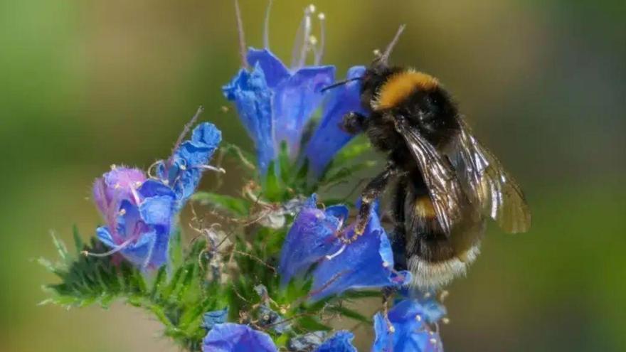 Las reinas de abejorros sobreviven a las inundaciones respirando bajo el agua