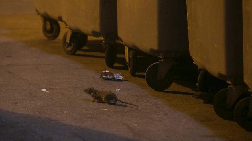 Un grupo de ratas sorprende a turistas y vecinos por el Casco Antiguo de Alicante