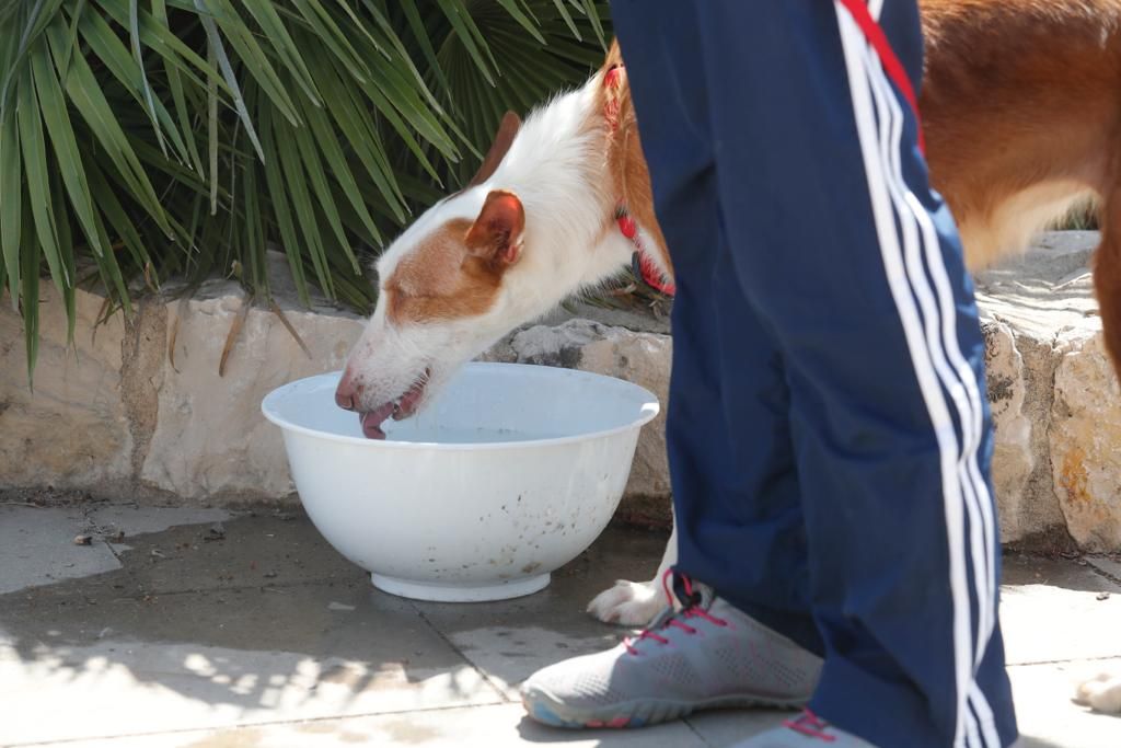 Pasarela de perros de adopción en Bioparc