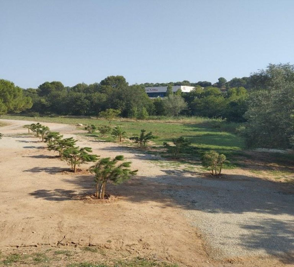 Pins plantats a la zona esportiva
