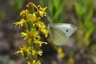 Barcelona incorpora 450 nuevas especies de flora y fauna a su inventario de biodiversidad