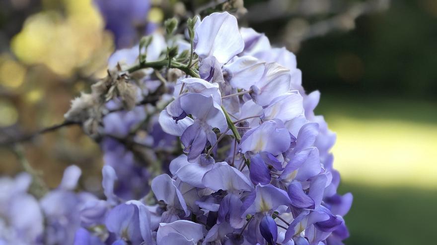 Cómo cultivar la glicinia en una maceta y que luzca resplandeciente en tu hogar