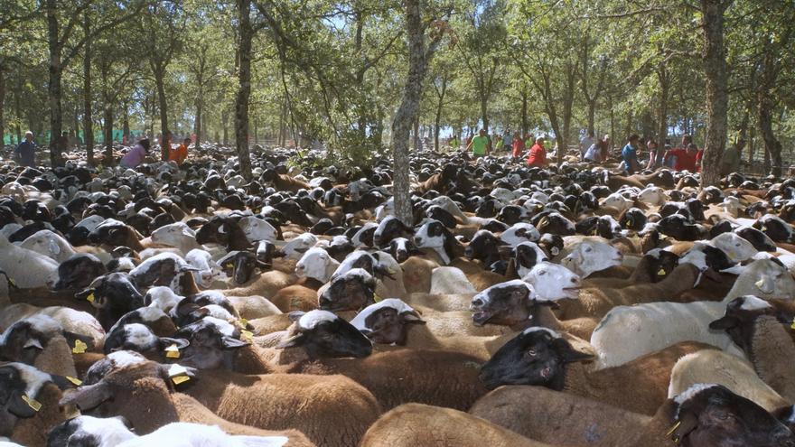 GALERIA | Feria del pastor y la trashumancia en San Vitero