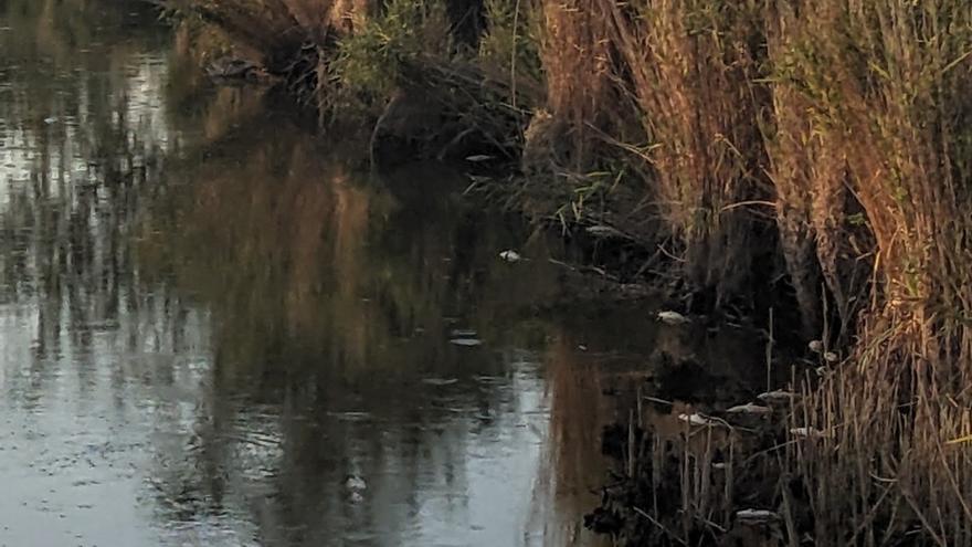 La &quot;sequera extrema&quot; provoca desenes de peixos morts per anòxia als Aiguamolls de l&#039;Empordà