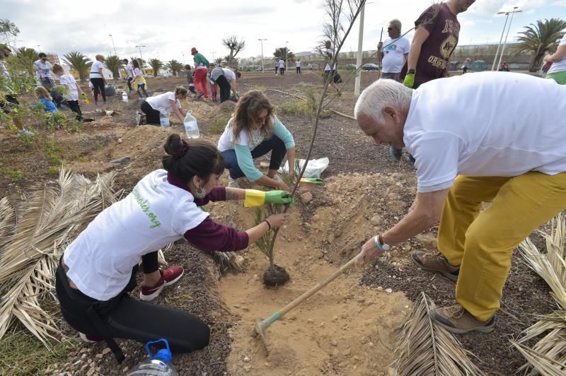 24-11-2019 TELDE. Plantación para nuevo jardín en un terreno junto a la rotonda de la playa de Melenara  | 24/11/2019 | Fotógrafo: Andrés Cruz