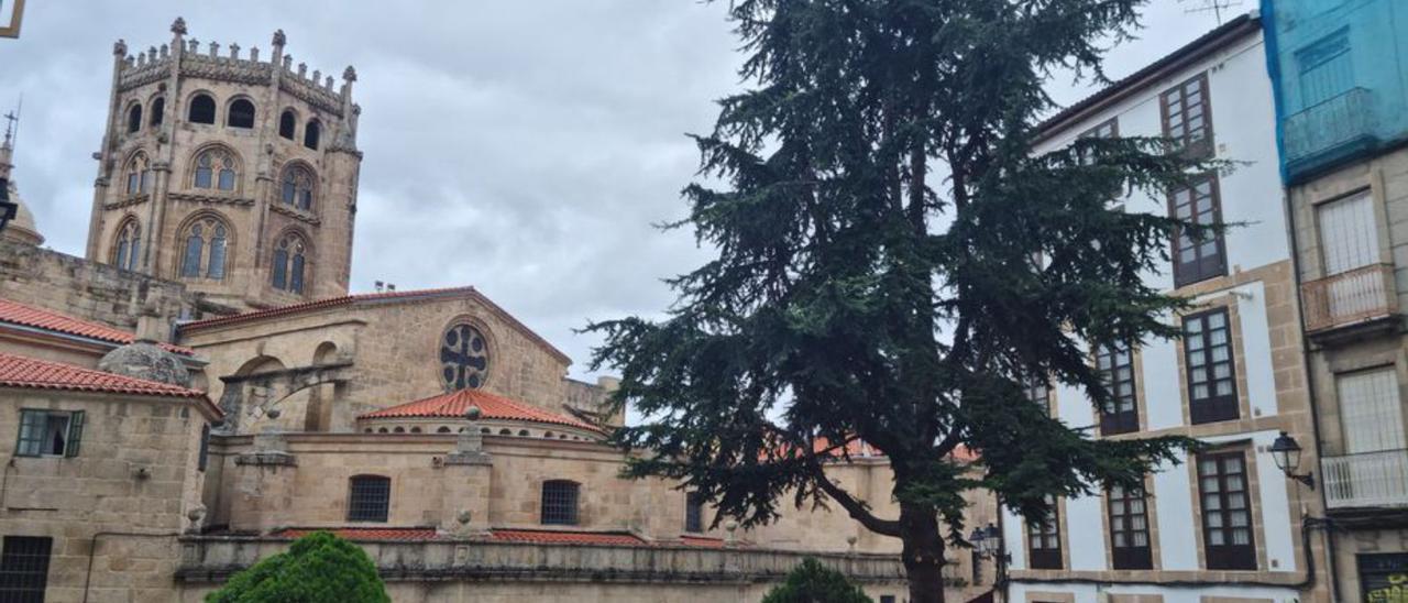 El cedro de Praza de Los Suaves tras la “cirugía” arbórea.   | // FDV