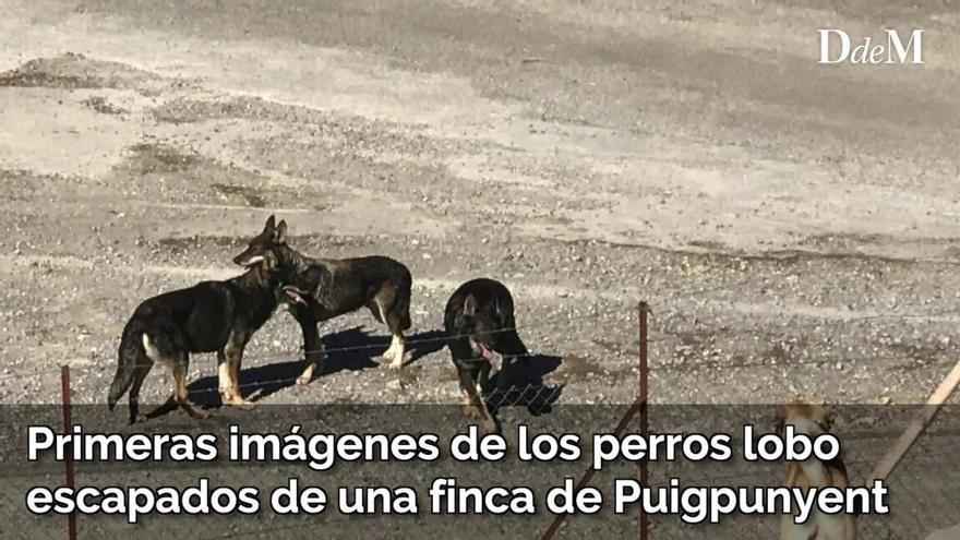 Continúa la búsqueda del líder de la manada de lobos que mató a dos ponis