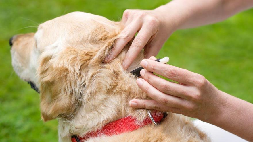 Los veterinarios alertan: las garrapatas ya no están solo en el campo y cada vez aparecen más en las ciudades