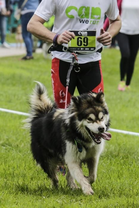 "Can We Run": Deporte, perros y solidaridad toman Gijón