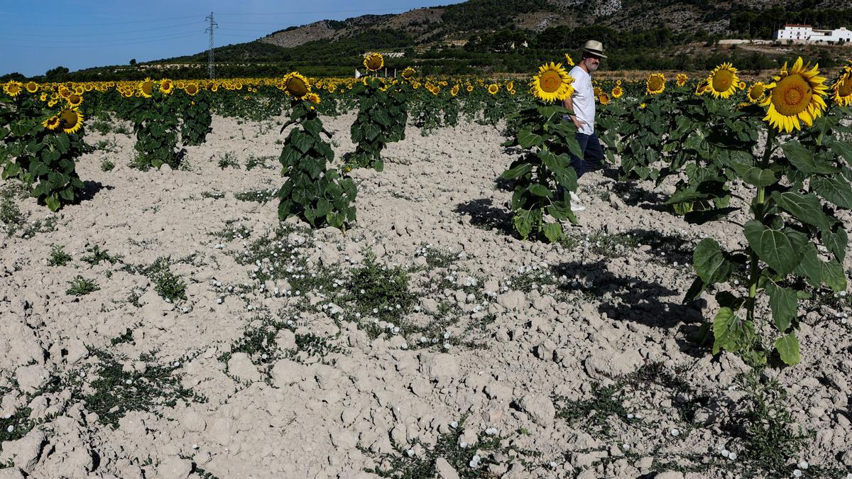 La menor cosecha de girasoles impide aprovechar los altos precios generados  por la guerra - Información