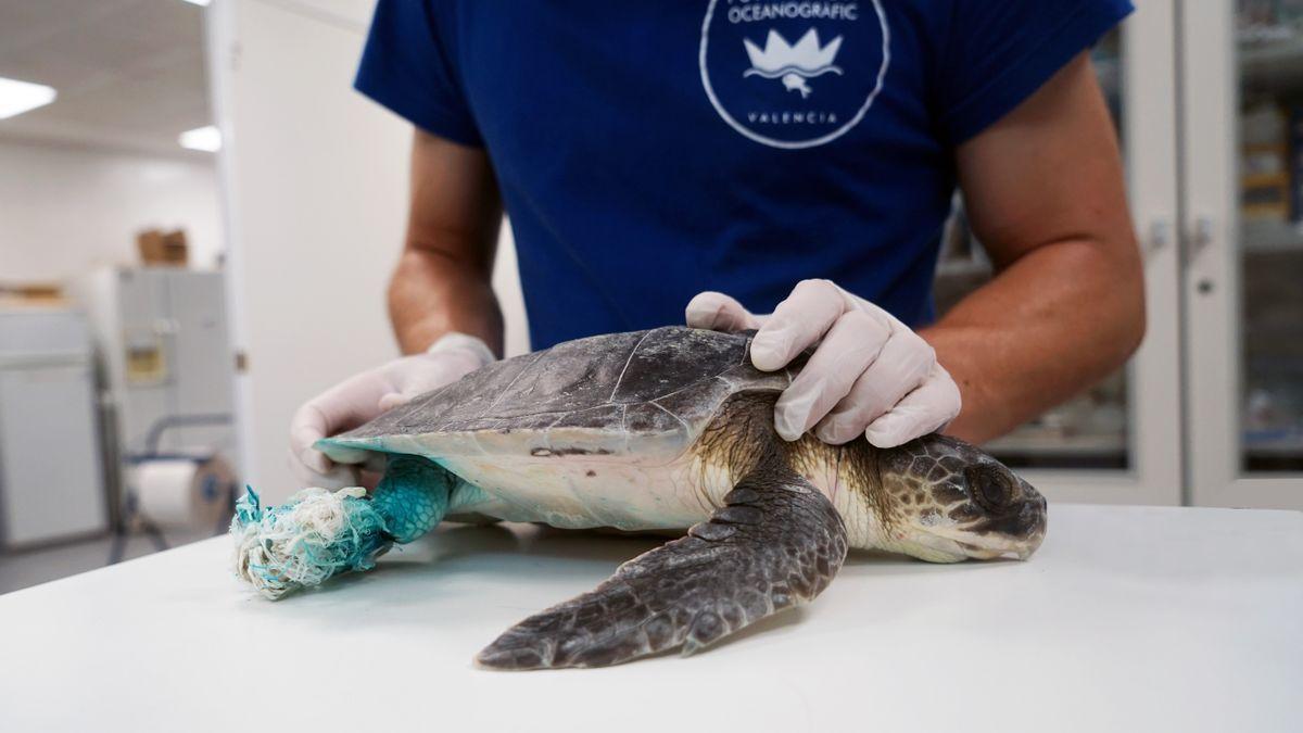 Imagen de la tortuga golfina en el Oceanogràfic de València.