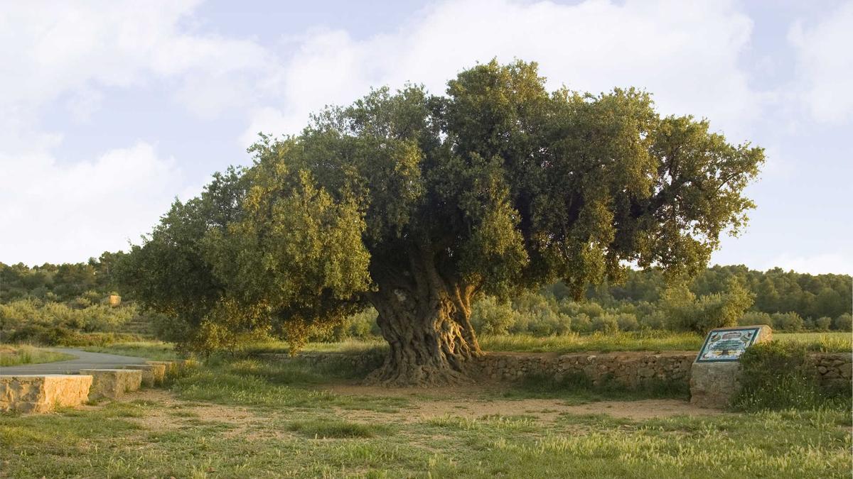 La Morruda de Segorbe, un árbol milenario.