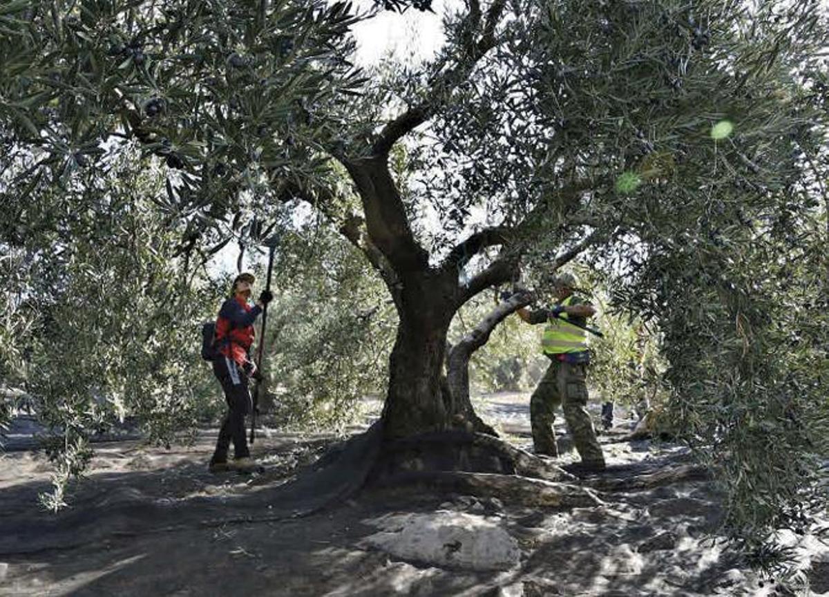 Dos jornaleros varean un olivo en una finca situada en la provincia.